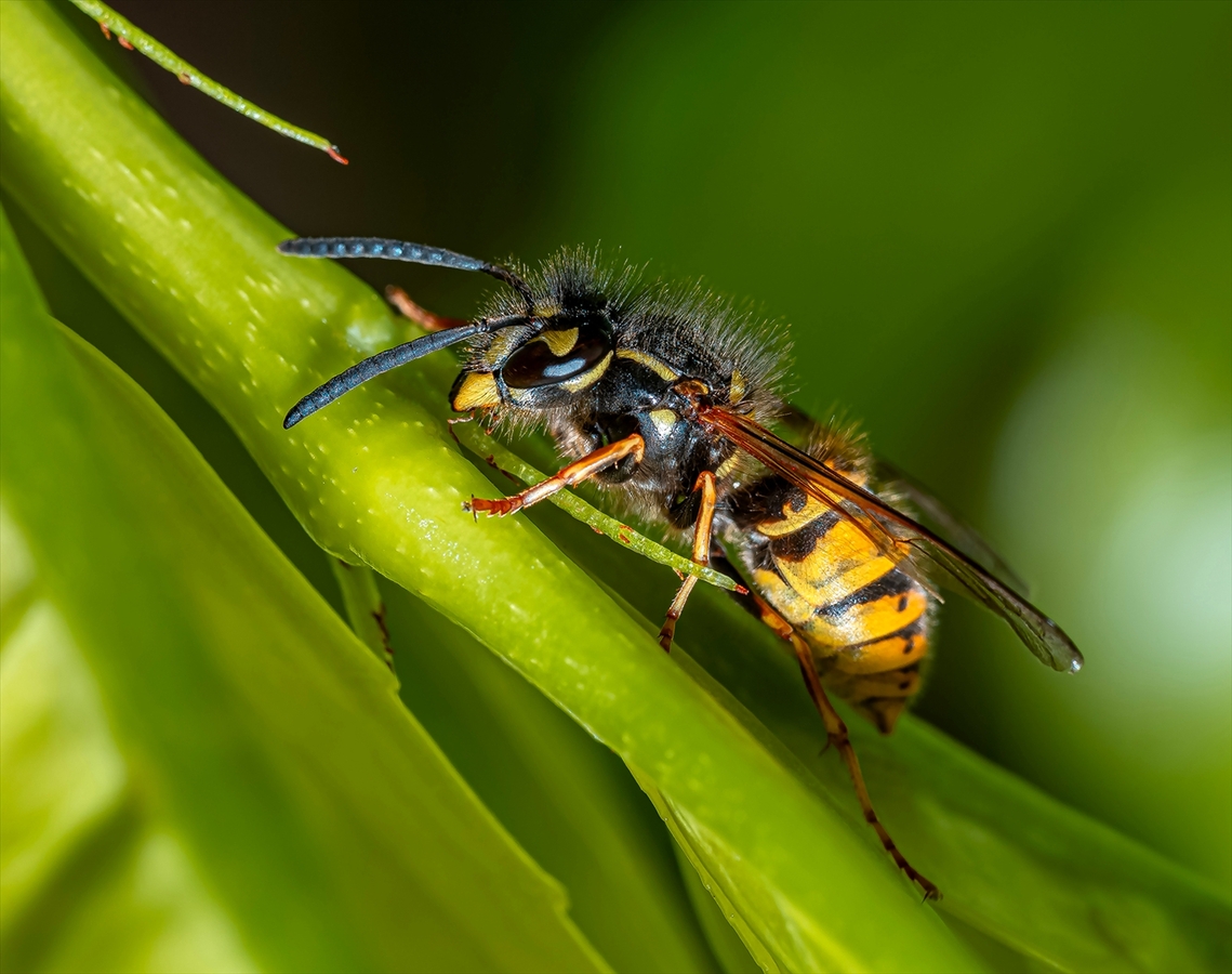 Common Wasp - Steve Bird - Third Place